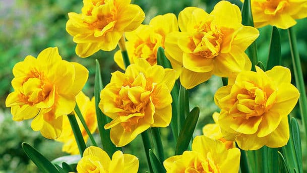 Gardeners' Question Time