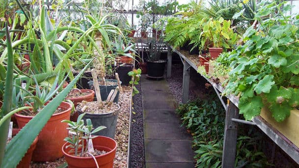 Gardeners' Question Time