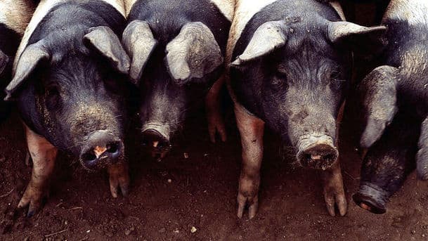 Farming Today