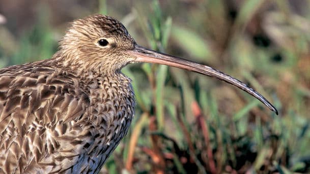 A Guide to Coastal Birds