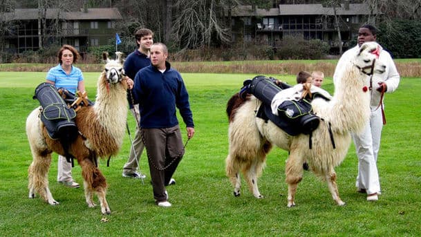 Animals at Work
