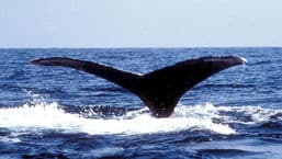 Philip Hoare's Guide to Whales