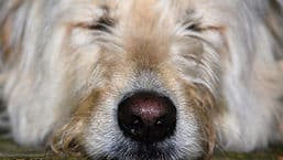 How Shall I Tell the Dog?
