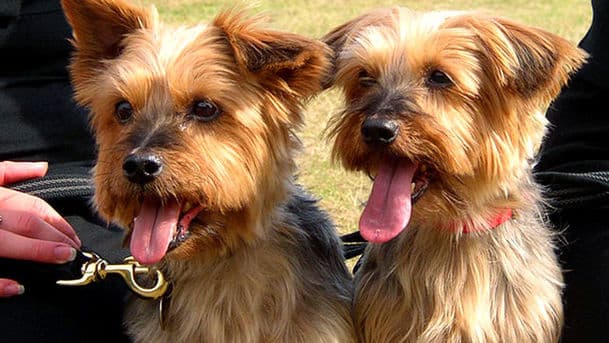 Dog Borstal