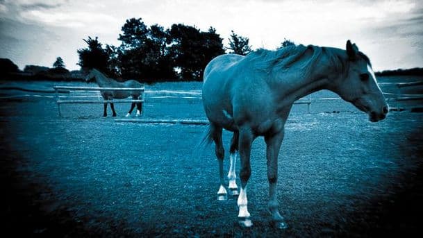 Dick Francis's Bolt