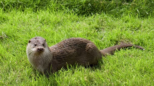 Henry Williamson's Tarka the Otter