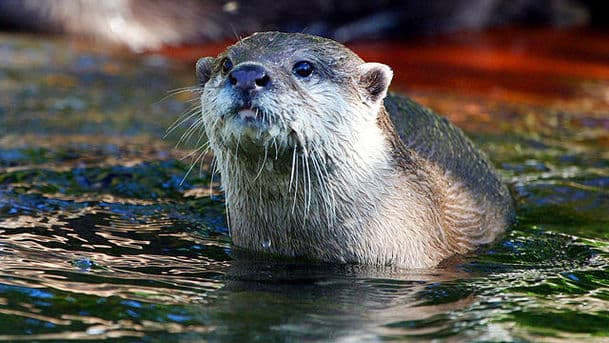 An Otter in the Family