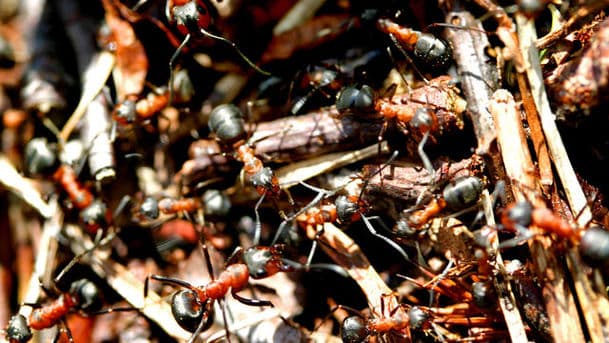 A Year in the Life of Ants