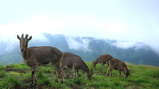 Natural World