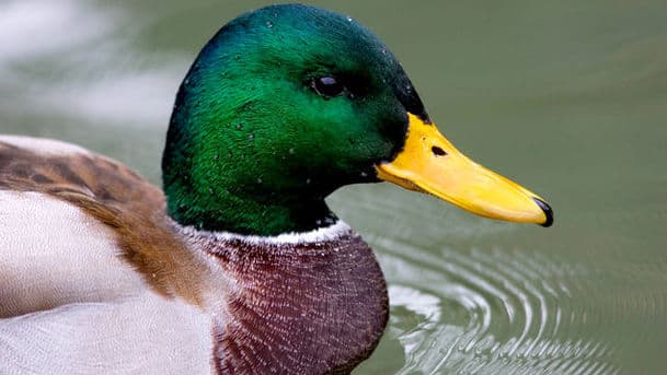 A Guide to Water Birds