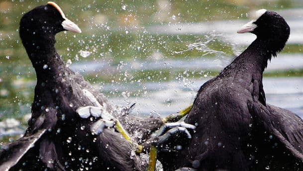 A Guide to Water Birds