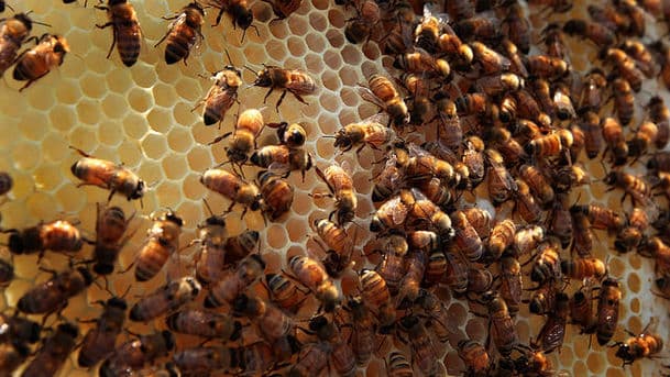 Animals at Work