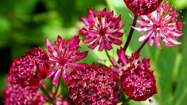 RHS Show Tatton Park