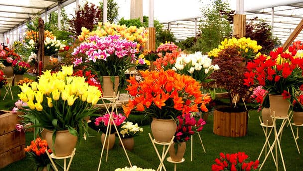 RHS Chelsea Flower Show