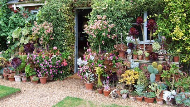 Gardeners' Question Time