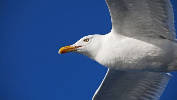 A Guide to Coastal Birds