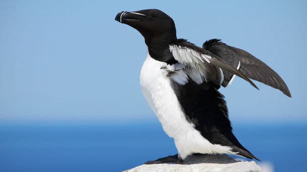 A Guide to Coastal Birds