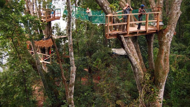 James and the Giant Tree House