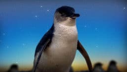 Penguin Island