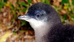 Penguin Island