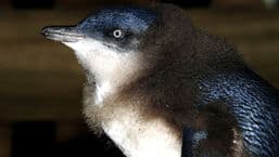 Penguin Island