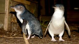 Penguin Island