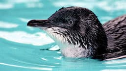 Penguin Island