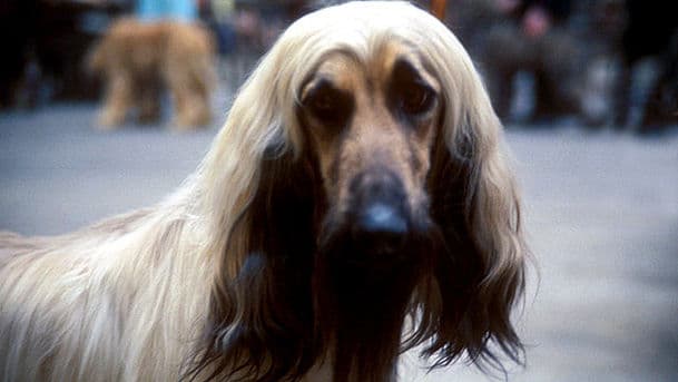 Pedigree Dogs Exposed