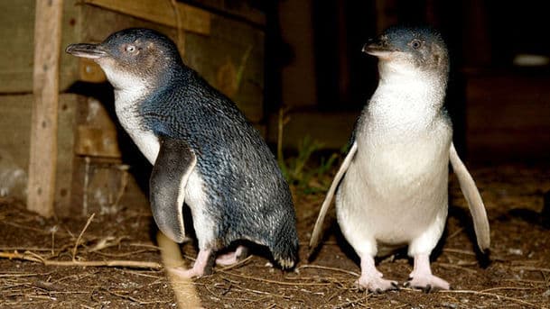 Penguin Island