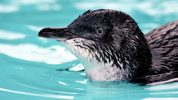Penguin Island
