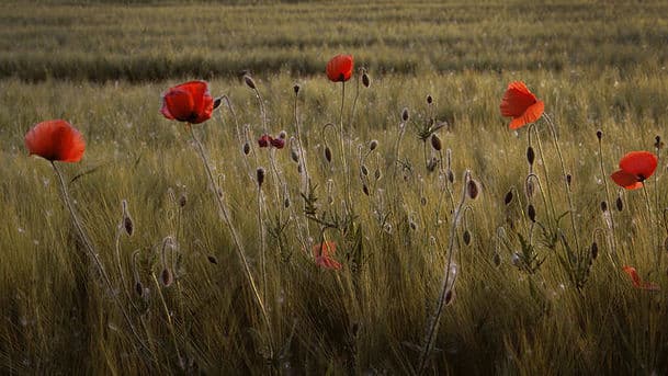 Remembrance Week