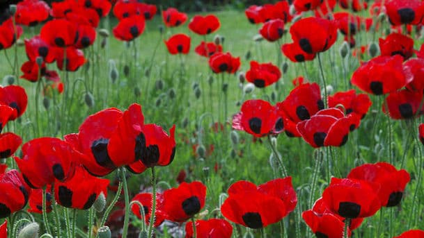 Remembrance Week