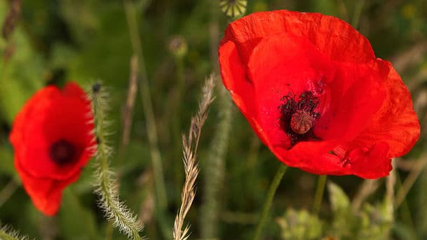 Remembrance Week