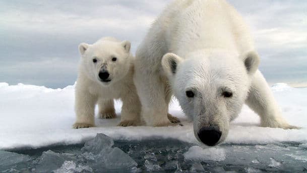 Polar Bear: Spy on the Ice